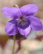 flower of the flock